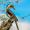 Western Corridor, Serengeti NP